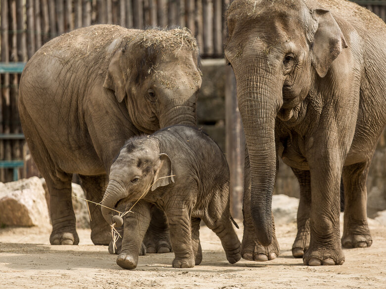 A picture of famingos at Budapest Zoo